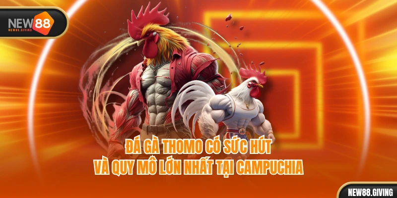 Đá gà Thomo có sức hút và quy mô lớn nhất tại Campuchia